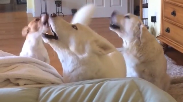 Trio of dogs engage in extreme howling contest