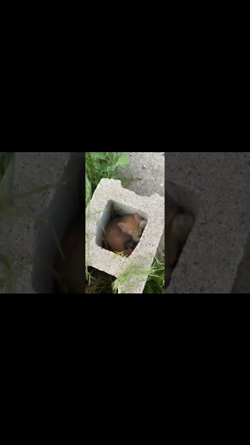 In the Vent! 🫣😸#farmcats #kitties