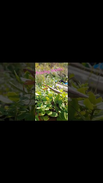 Praying Mantis Praying