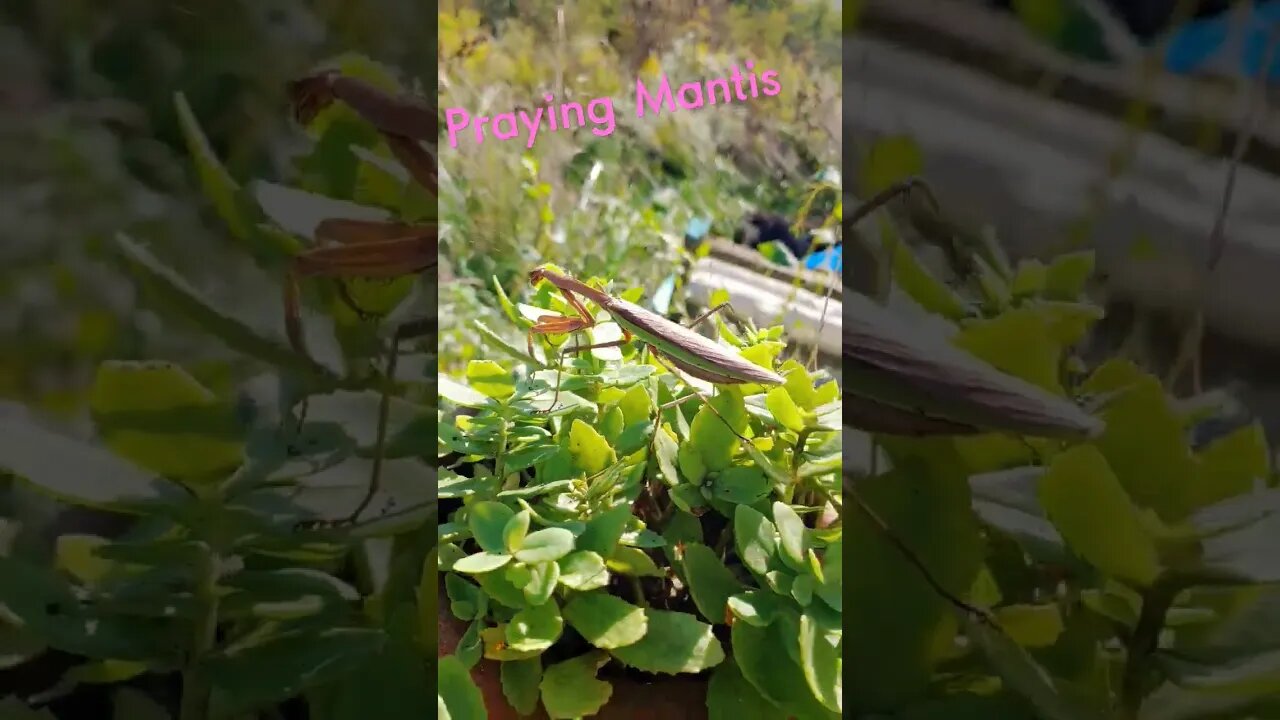 Praying Mantis Praying