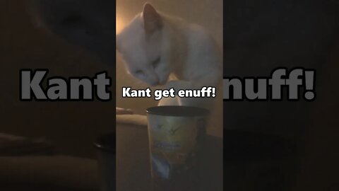 Cat Steals My Milk | #shorts
