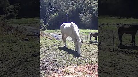 Palomino brumby