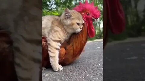 Hitching A Ride,The cat stops the rooster