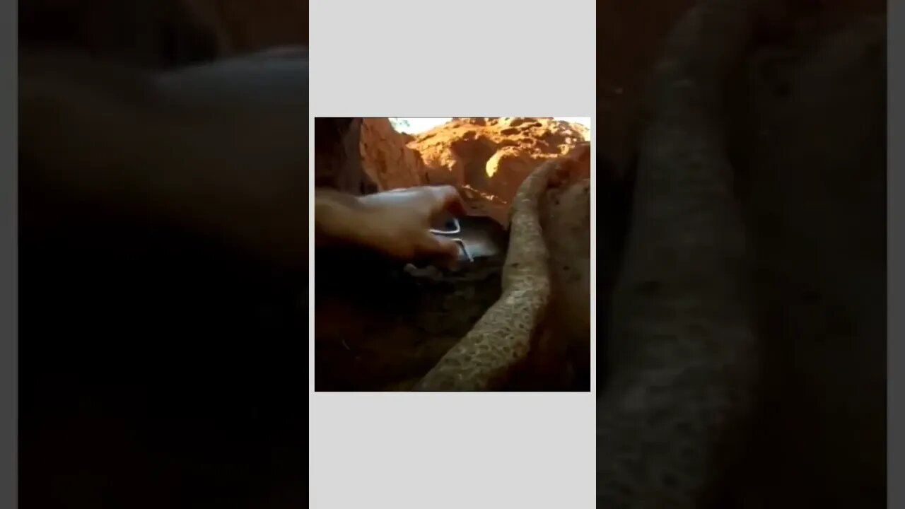 Ant houses are like engineering wonders.