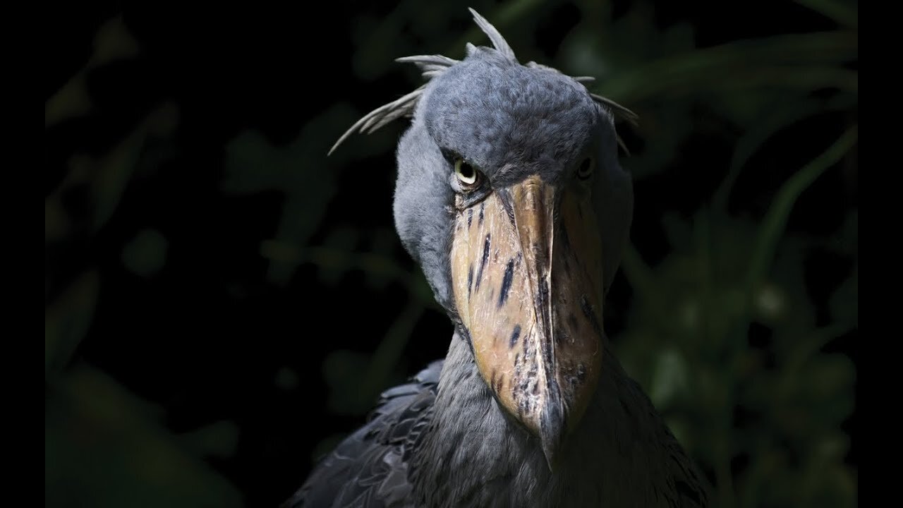 Shoebill | The Living Dinosaur