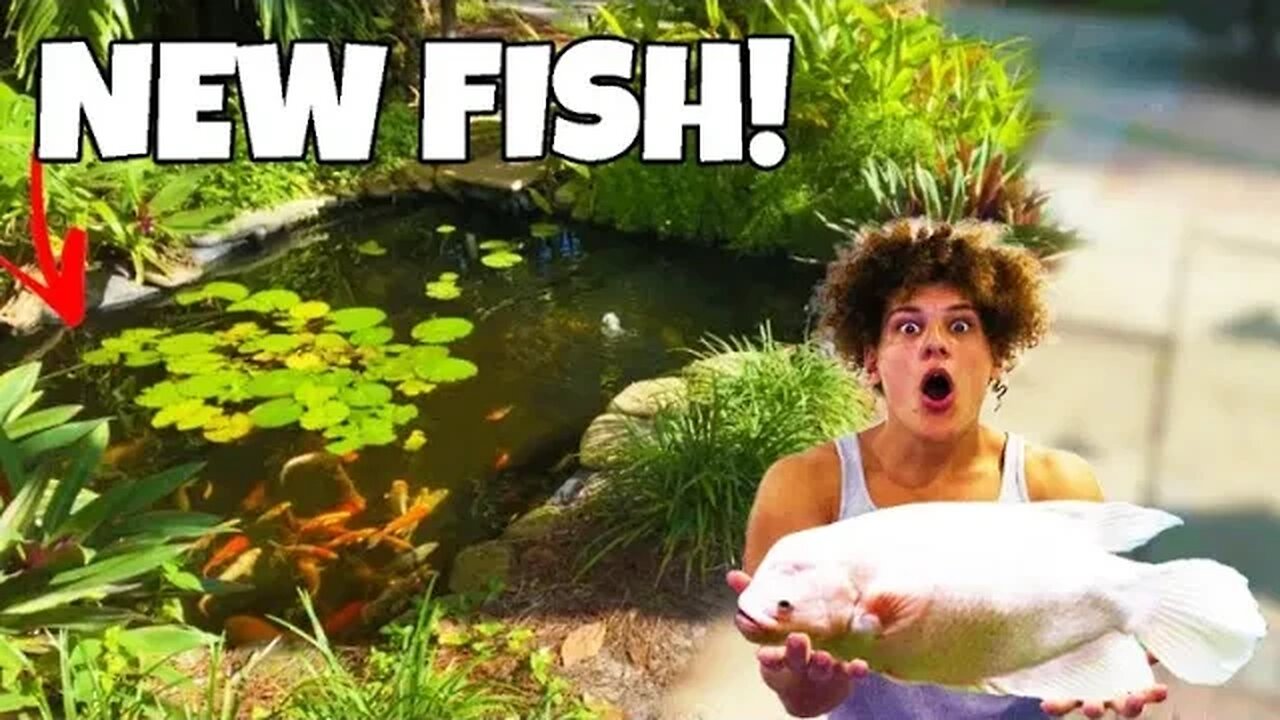 Stocking BASS FISHING PRODUCTIONS Pond With MONSTER Aquarium FISH!