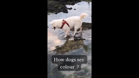 How dogs see colour ?