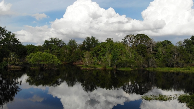 Florida wilderness flyover 4K drone footage