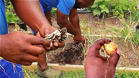 How To KNOW When To Harvest Garlic And Onions