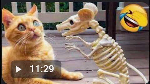 Funny animals - Funny cats / dogs - Funny animal videos 206