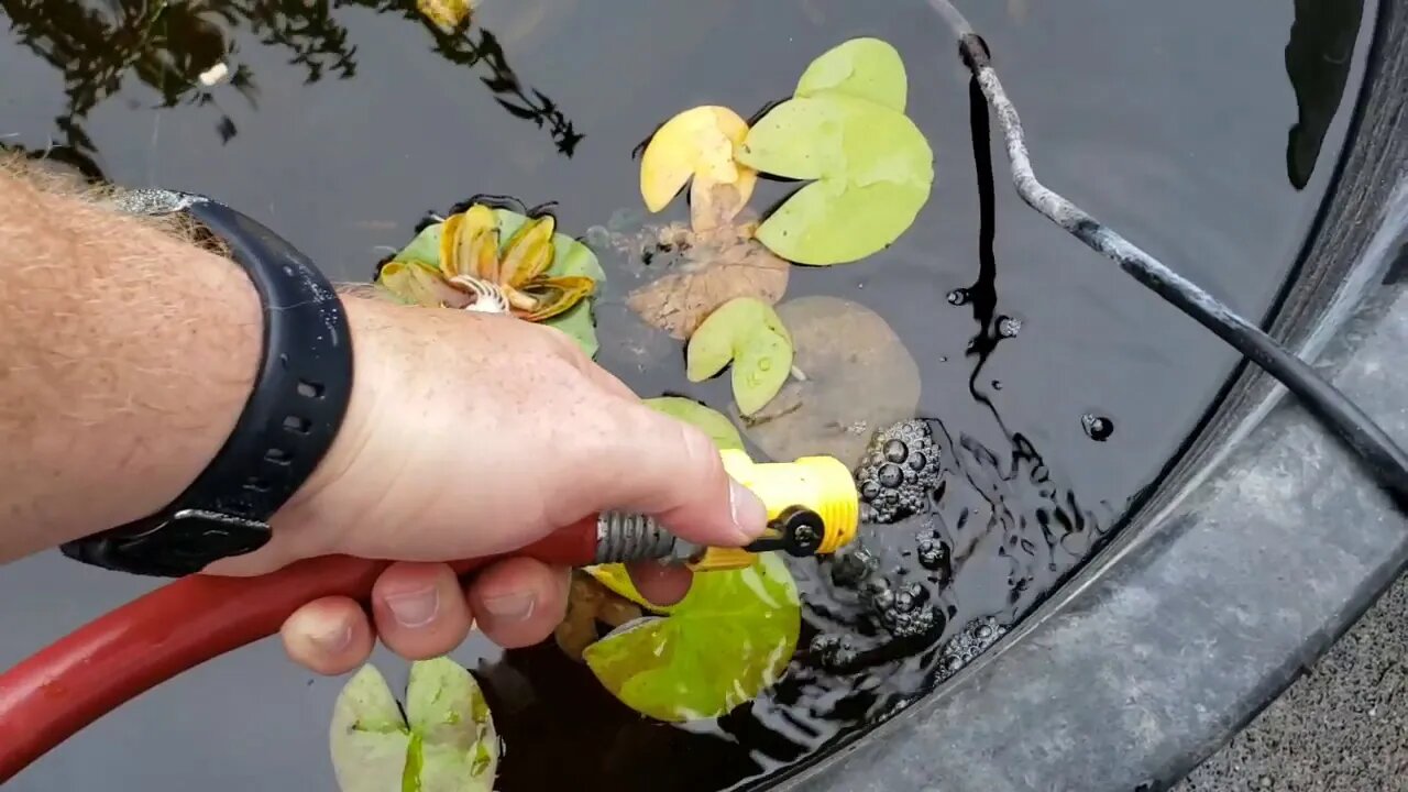 Aquaponics/wicking bed update August 2019