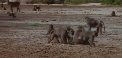 Monkey hunters (baboons v/s lion documentary) real wild