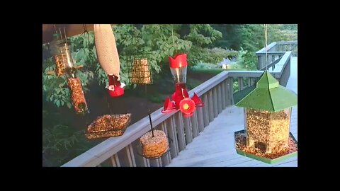 Live Aug. 31 2021 Bird Feeder in Asheville NC. In the mountains.