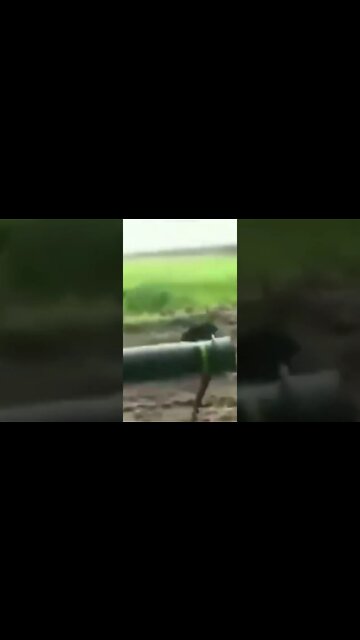 Breaking News (War-Related). **Warning** **Graphic Content** Viewer Discretion Advised 18+ #shorts