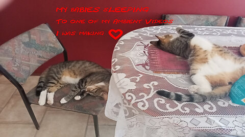 My Babies - Cats sleeping while Listening to my Zelda Ambient video I was making