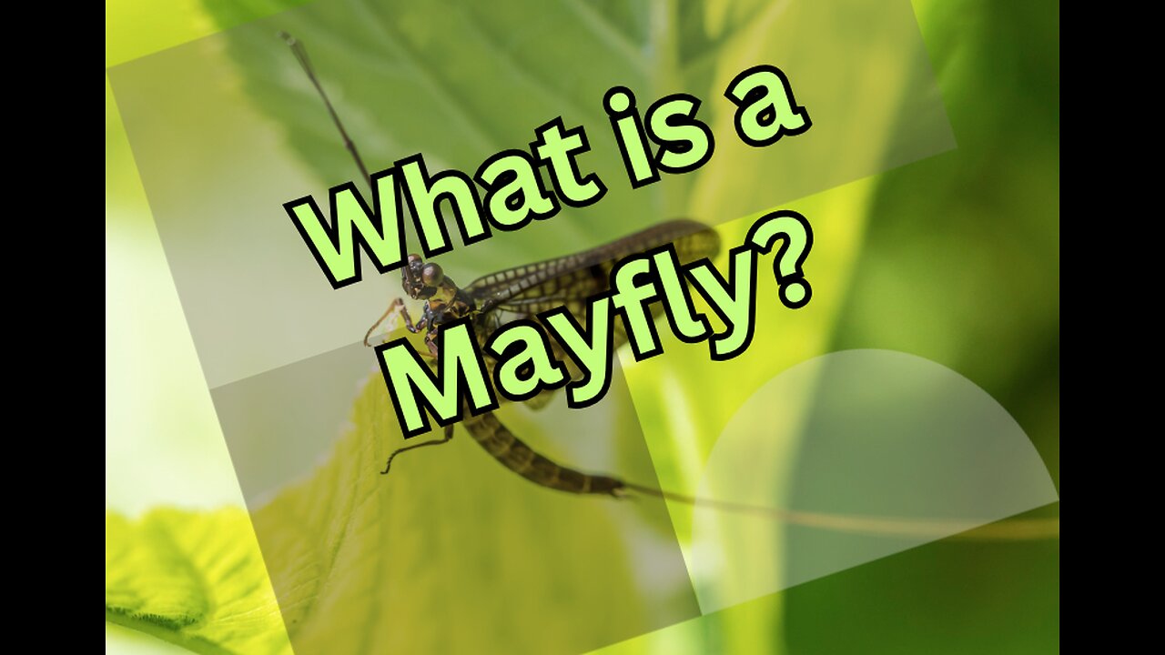 What is a Mayfly?