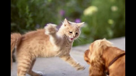 Cat and dog fight