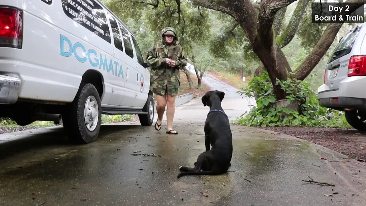 What can a dog learn in 6 days? Board & Train with a 5 month old Labrador Retriever Mix