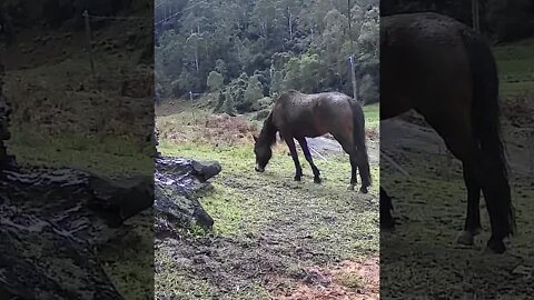 Brumby pony