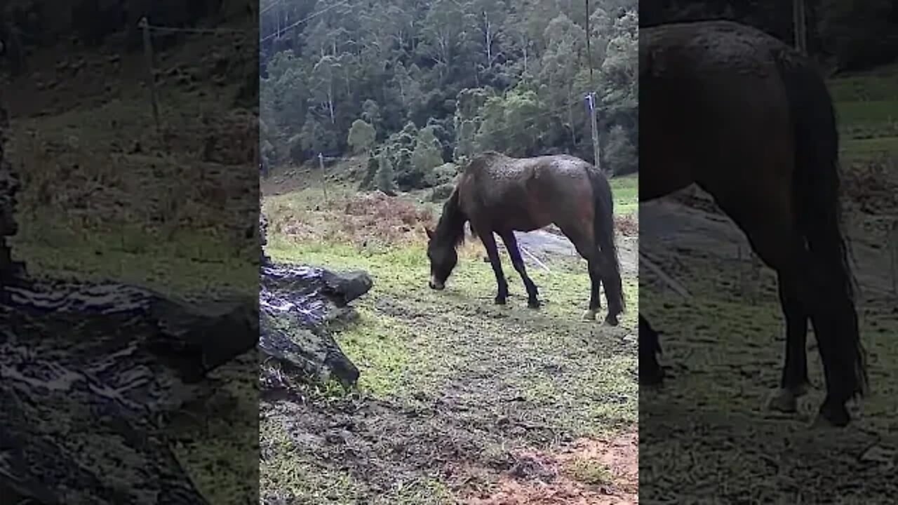 Brumby pony