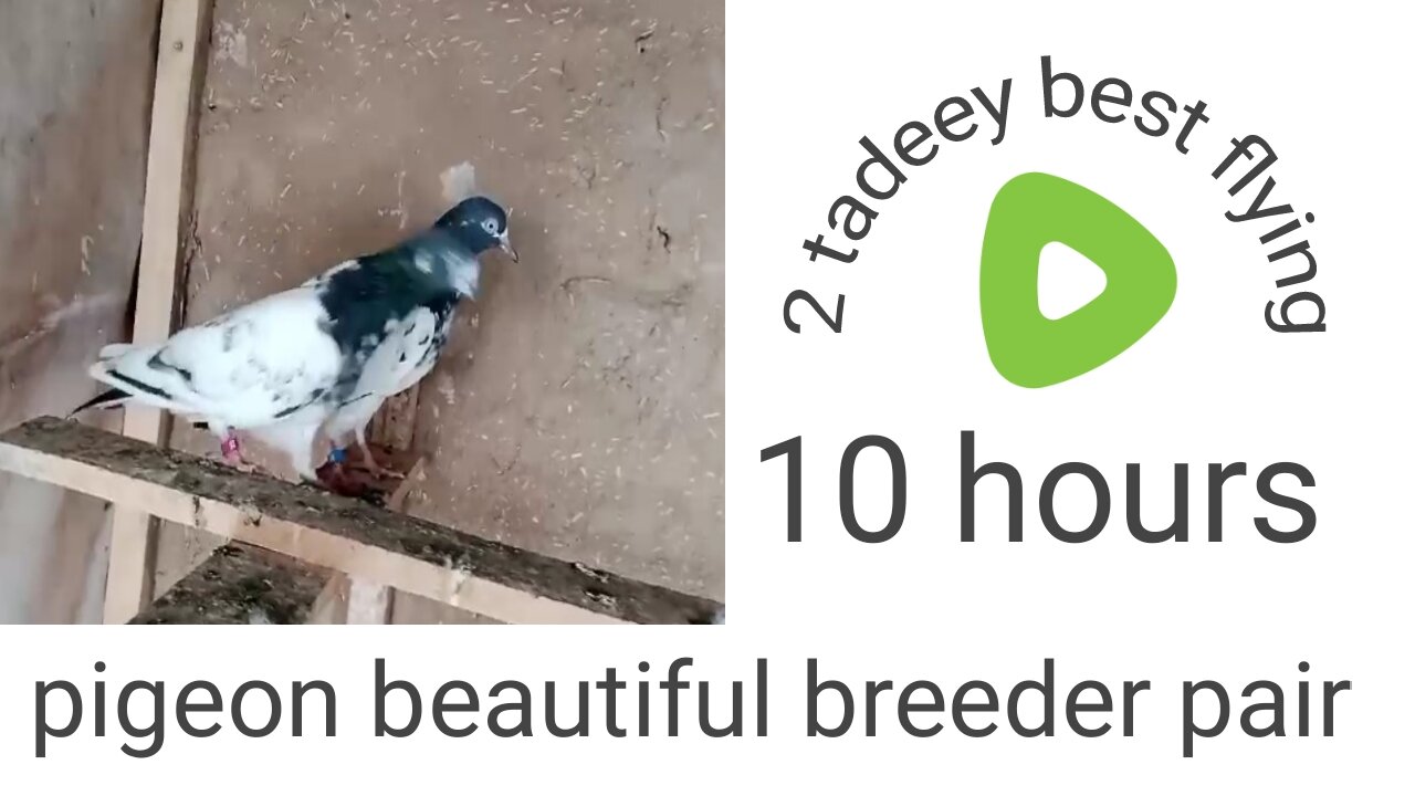 Tadeey pigeon male female 2 pair beautiful