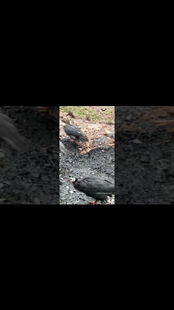 Be careful they said. Guinea fowl wander far and wide they said