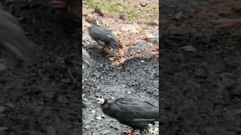 Be careful they said. Guinea fowl wander far and wide they said