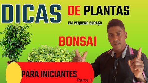 Dicas de bonsai para iniciantes