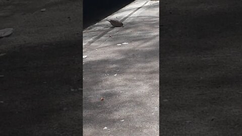 Feeding birds in New York City