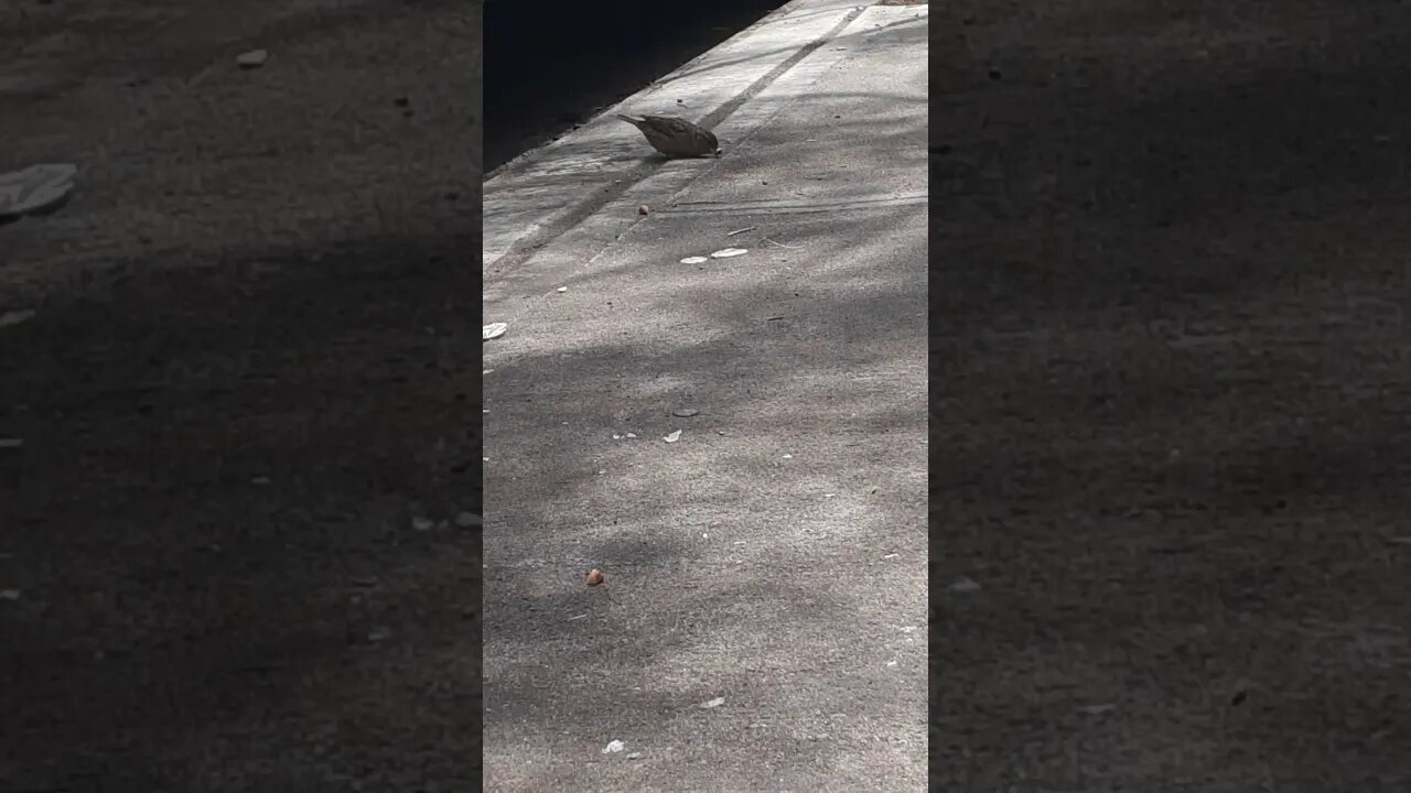 Feeding birds in New York City