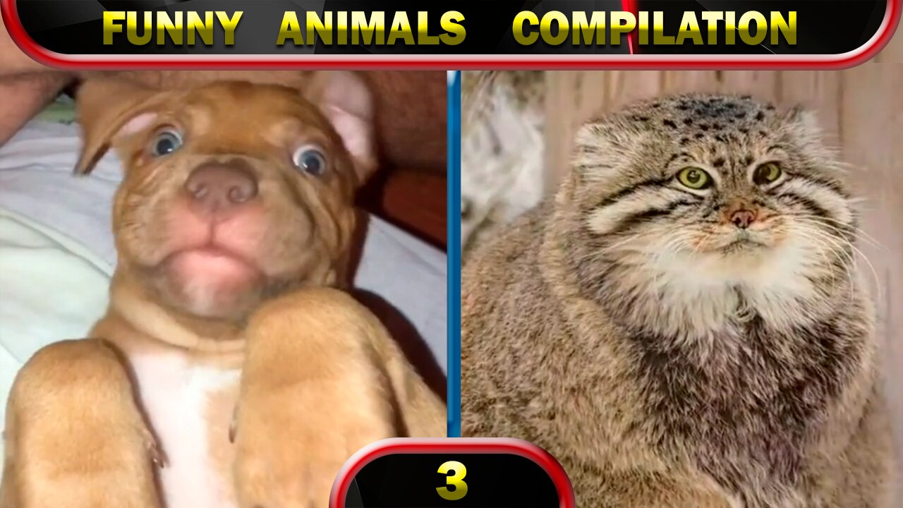 Funny Animals 2022 January 😂 Cats 😂 Dogs 😂 Cute Animals 😂 Compilation 3