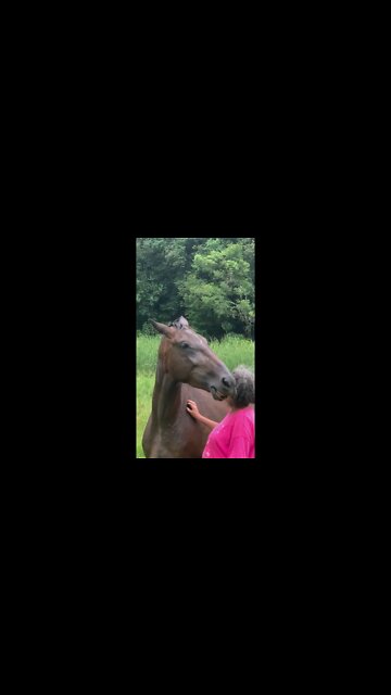 Big mare enjoying her human scratches and reciprocates the grooming: Tuppy died 2 weeks later