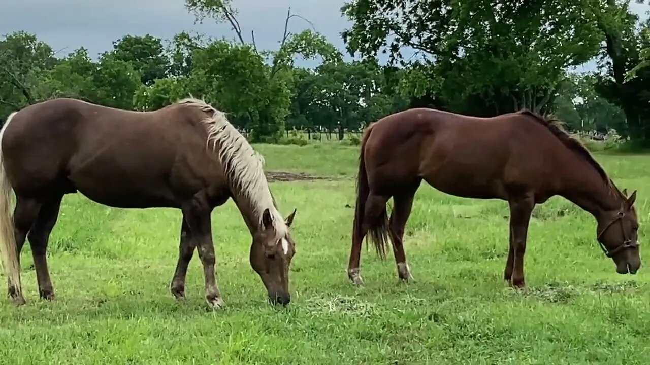 Neighbor Horse Belle Gets A Sleepover With Buddy - Explaining What "Hair Up Your Butt" Means