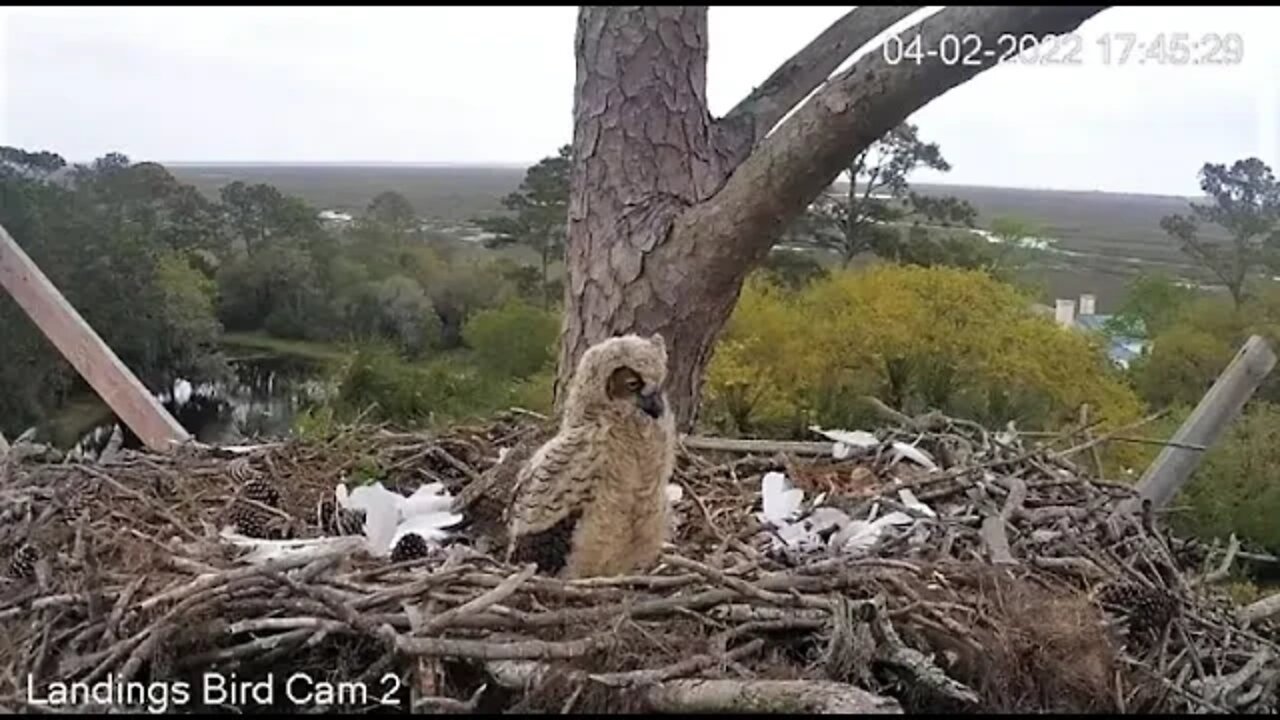 Mom Returns, Owlet Eats The Snake 🦉 4/2/22 17:43