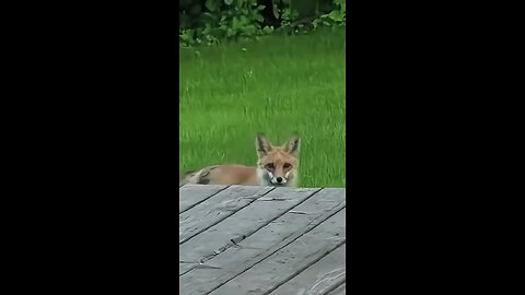 Fox