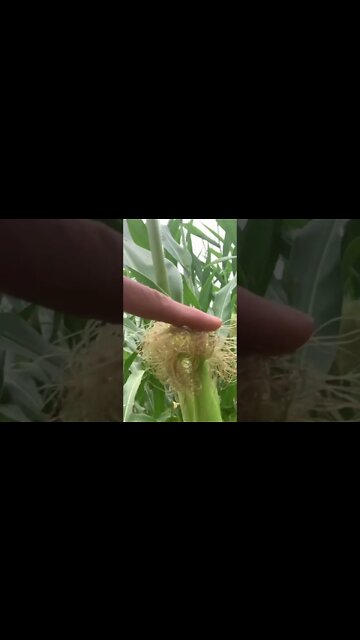 Awesome corn!!! God’s Country