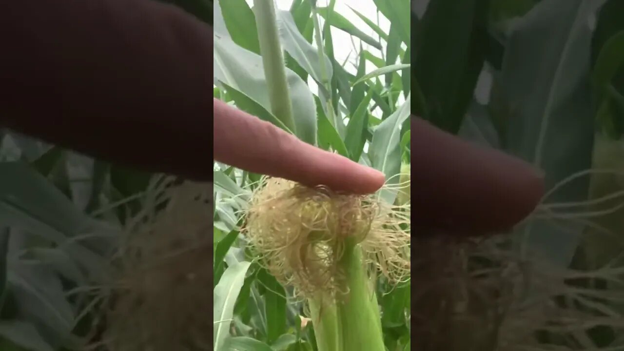 Awesome corn!!! God’s Country