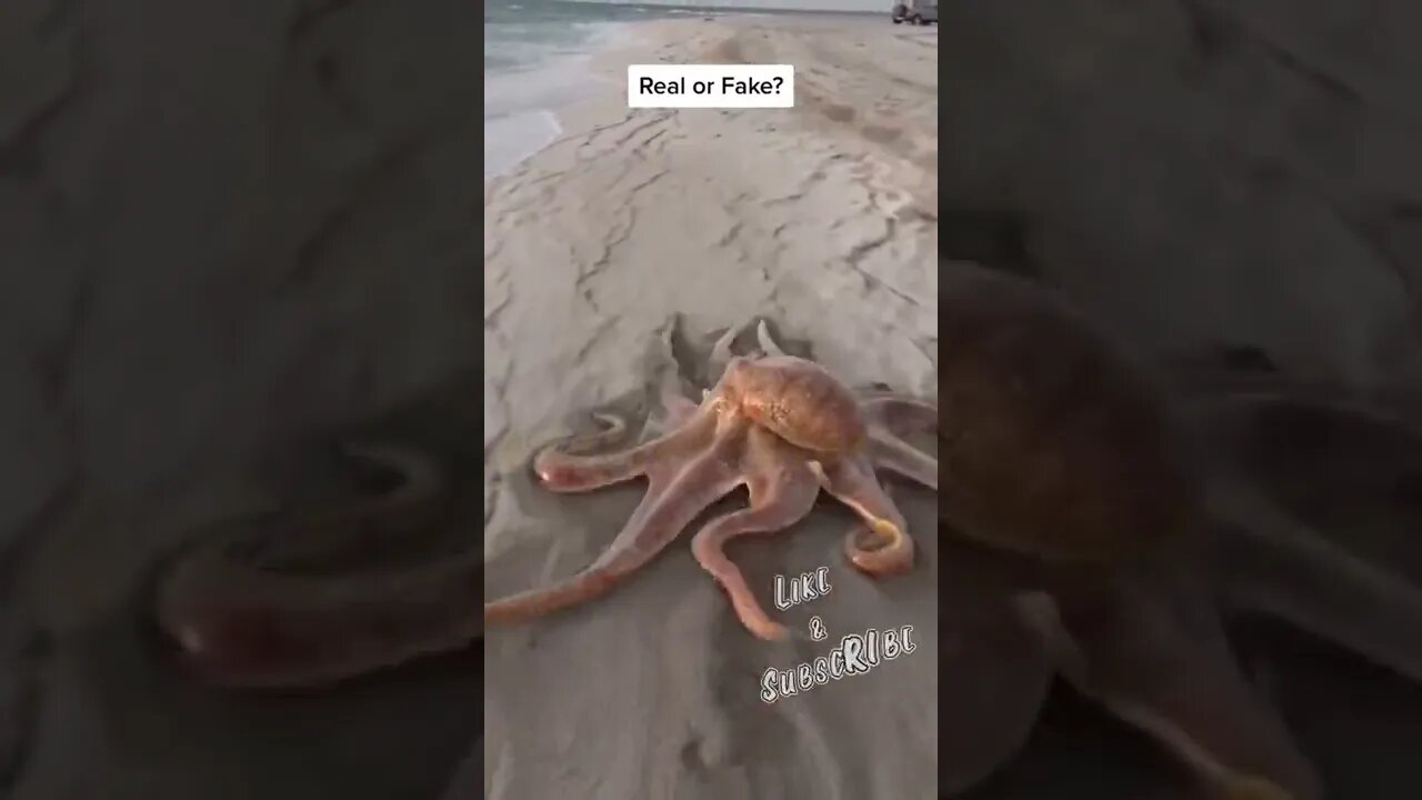 🔥 Octopus On The Beach 🔥 #shorts #short #viral