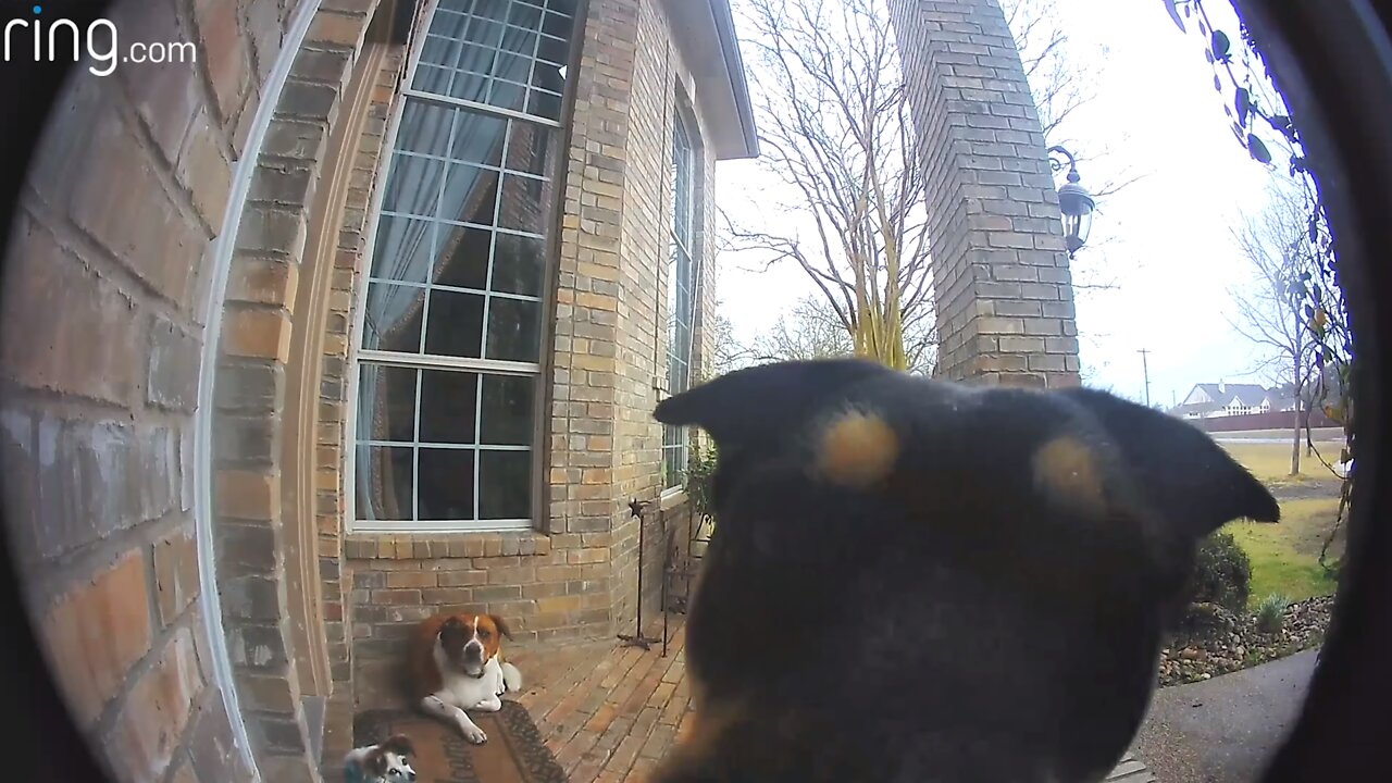 Family Dogs Learn to Use Ring Video Doorbell to Get Owner’s Attention funny dog video 2022