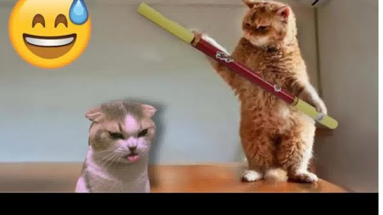 Funny cats video