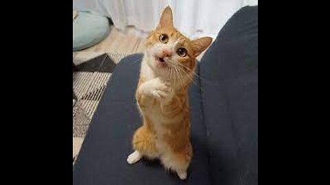 Funny Animals - Funny Cats _ dogs - Funny Animals Videos #4