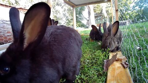 Young rabbits in the lawn tractor!