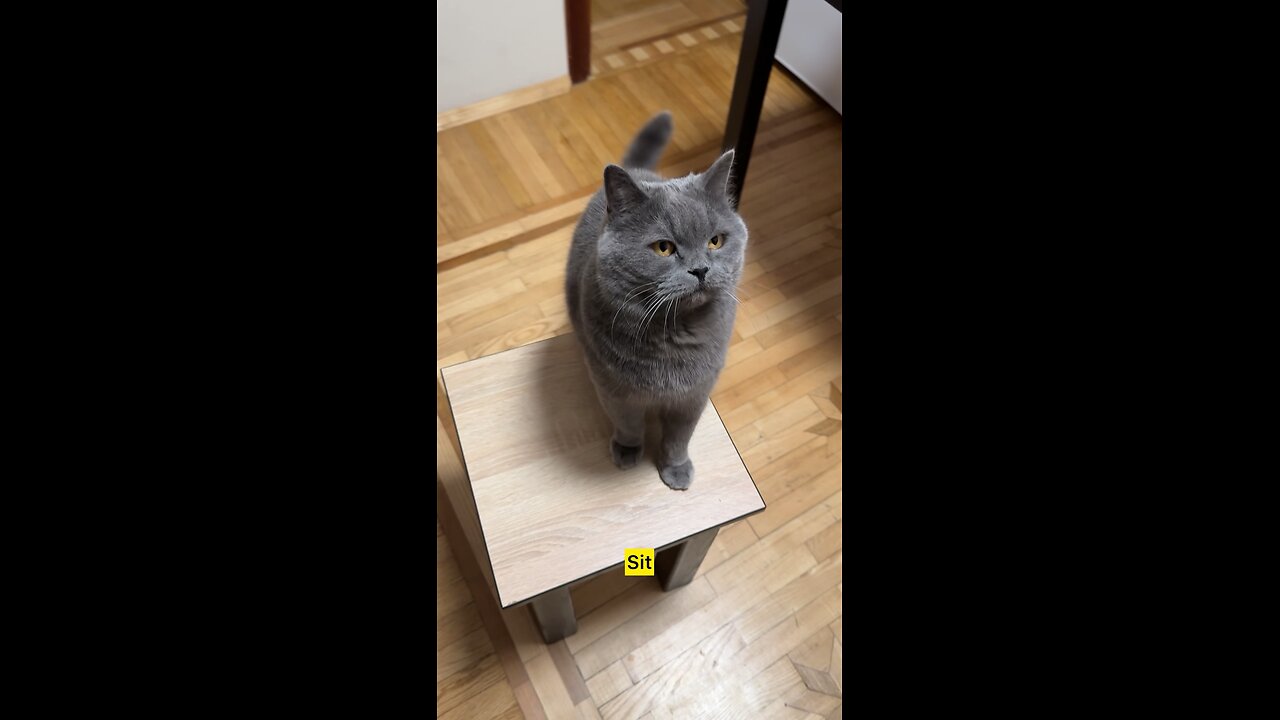 Training Smart Cat