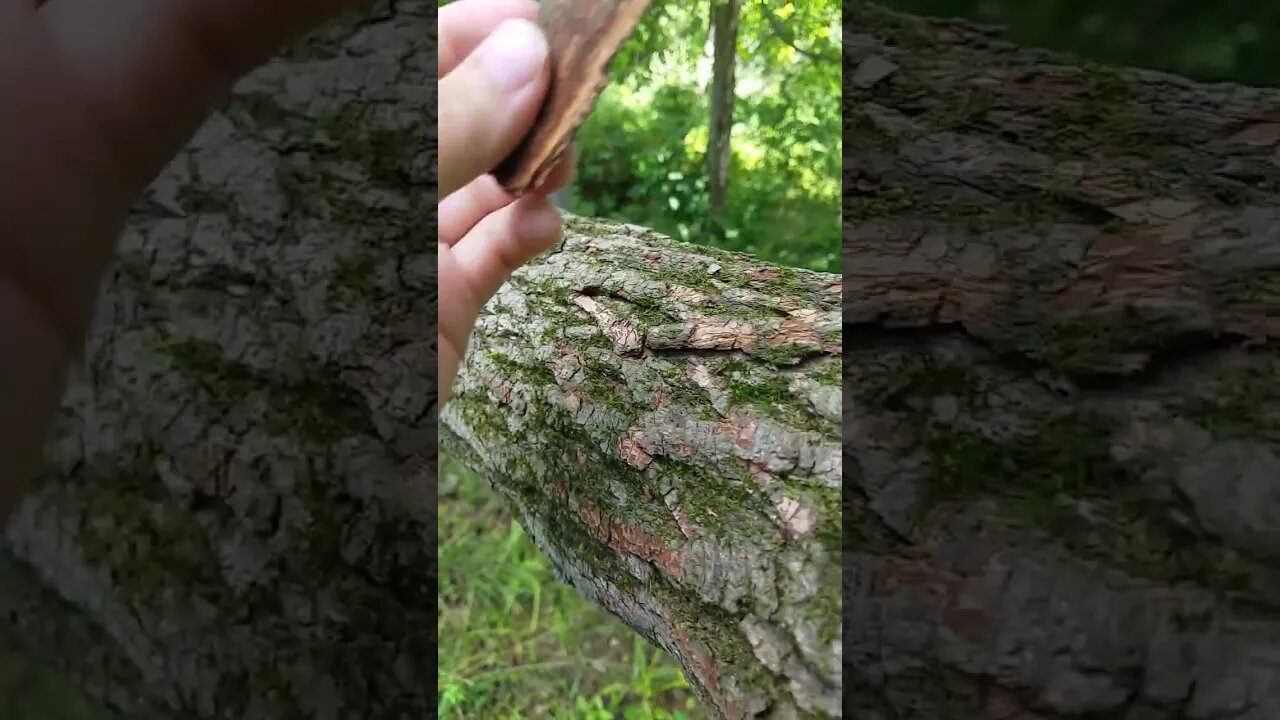 ASMR | Fallen Tree Touching