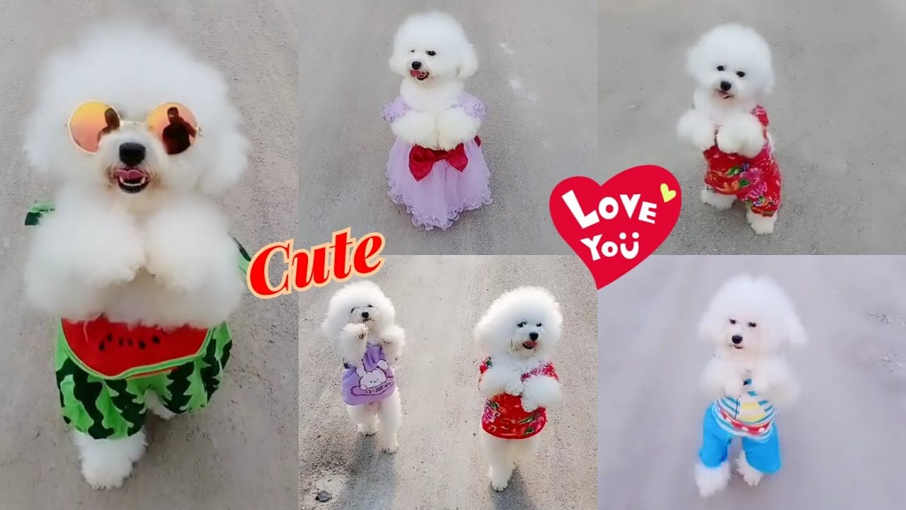 Wow lovely 🥰 Cute and Funny Dogs (Video Compilation)