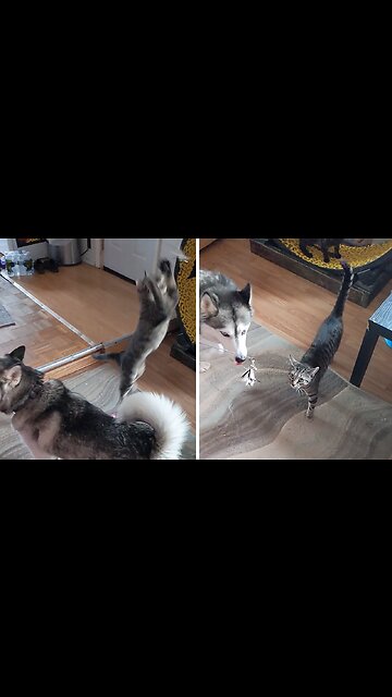 Cat fails in epic fashion trying to catch toy