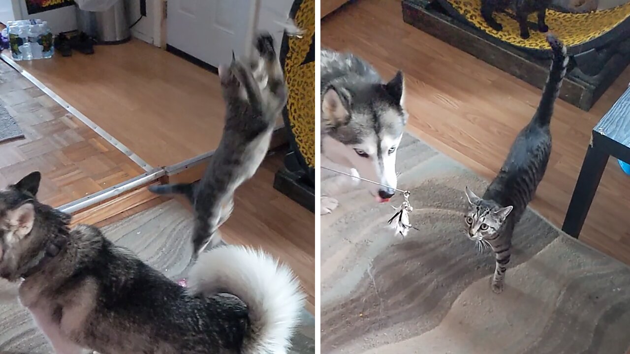 Cat fails in epic fashion trying to catch toy