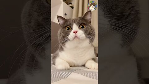 Aww cute Cats videos #catmeow Funny animals compilation🐱 try Not To Laugh challenge MV95