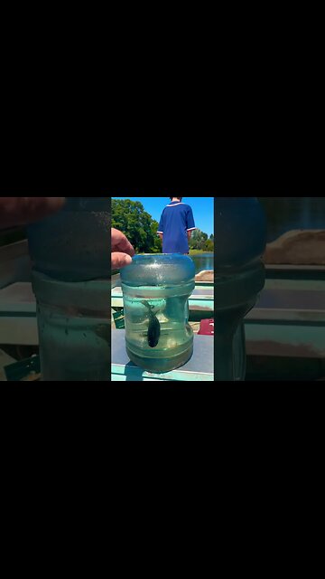 Bubba Live well #bubba #fishingvideo #fishingtips ￼