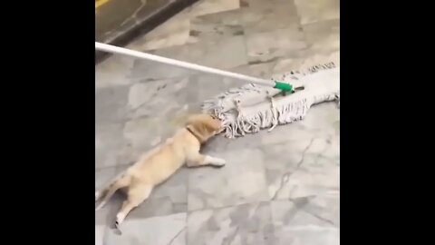 🐕 Dog Helping with Cleaning #shorts